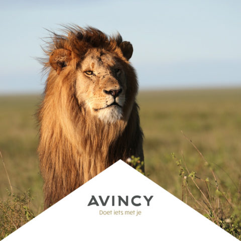 Avincy